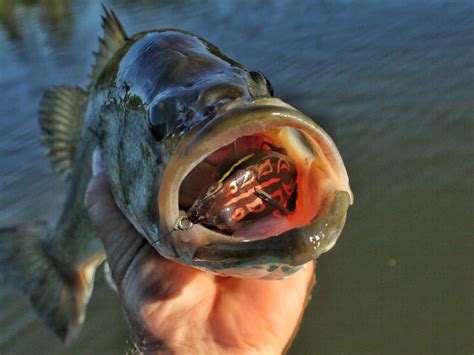 How To Choose The Right Bass Fishing Frog This Spring