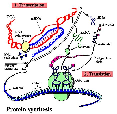 Central dogma of molecular biology. The Central Dogma of Molecular Biology