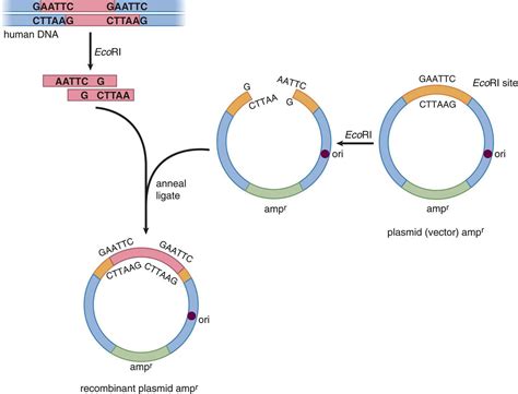Learn the basics of plasmids in this blog post and find out about the parts of a plasmid, how they are made, and how scientists can use them in the lab. Figure 6.20. Formation of a Recombinant Plasmid Vector ori ...