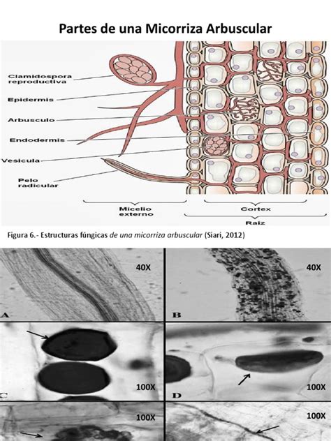 partes de una micorriza arbuscular pdf
