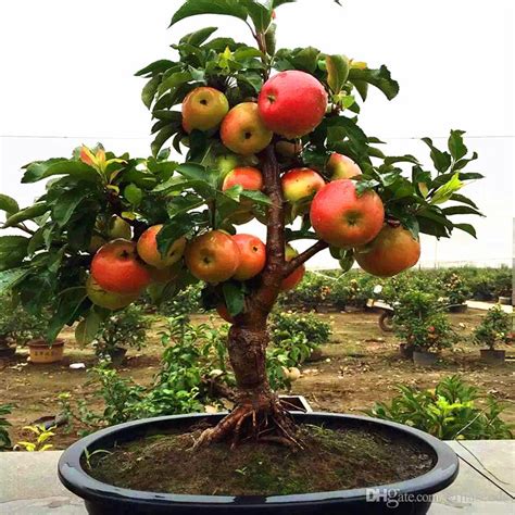 2019 Bonsai Apple Tree Seeds Rare Fruit Bonsai Tree Red