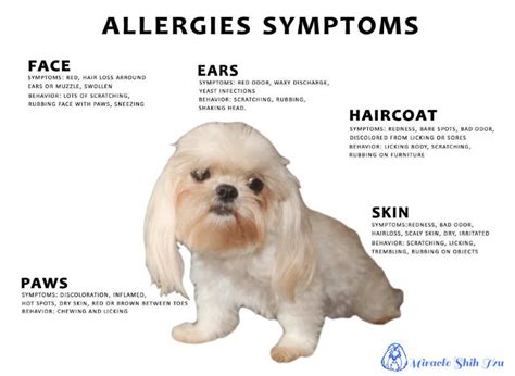 Shih Tzu Allergies Everything You Must Know Chegospl