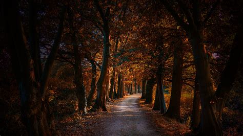 Tree Lane At Fall Backiee