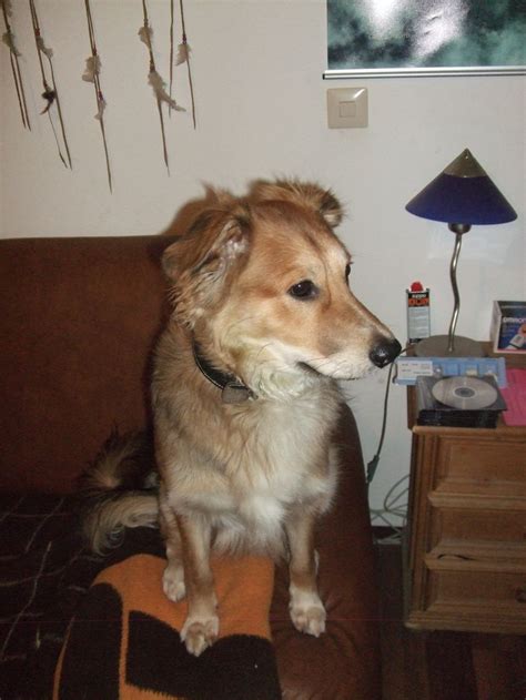 Geboren sind, die noch ein zuhause suchen: 9 Monate alter Schäfer - Collie Mischling sucht dringend ...