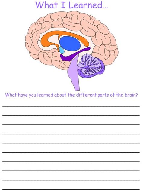 Student Worksheet Brain Anatomy Activity 1a