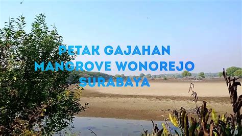 Mangrove Wonorejo Surabaya Petak Gajahan Youtube