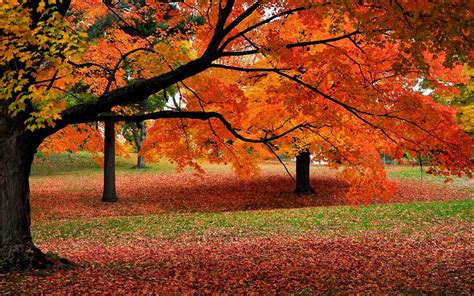 The Fall Foliage Season Will Be Delayed According To