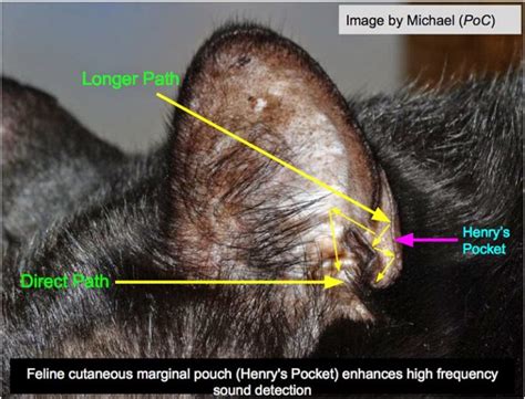 Whats With That Slit On Your Cats Ear And More On Feline Anatomy