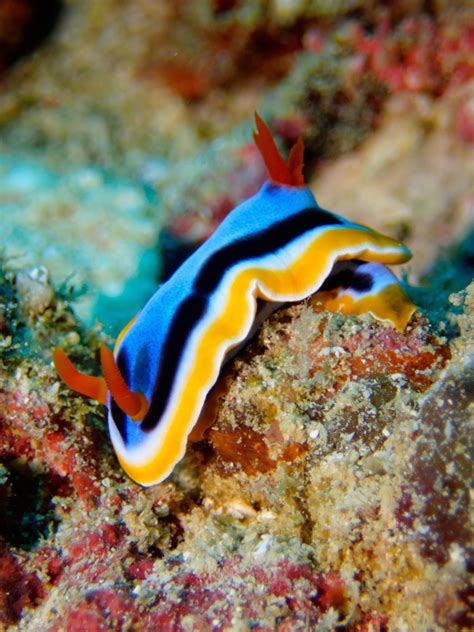 Colorful Nudibranch Marine Biology Color Biology