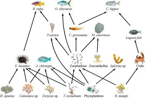 A Guide To Understand Food Web With Diagram Edrawmax Online