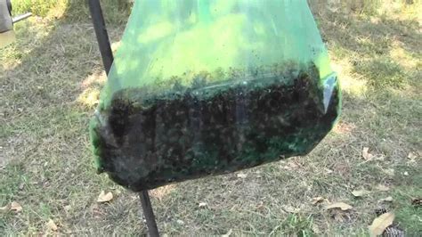 Garden Tip Japanese Beetle Trap Youtube