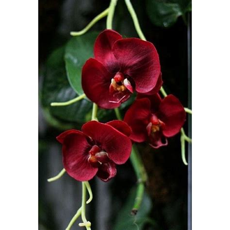 Jual Anggrek Dendrobium Merah Delima Flower Bunga Anggrek Hidup Tanama