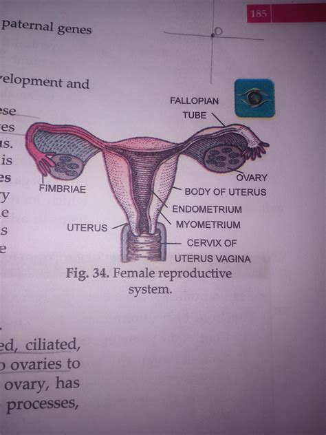 A Draw The Diagram Of Female Reproductive System And Match And Mark