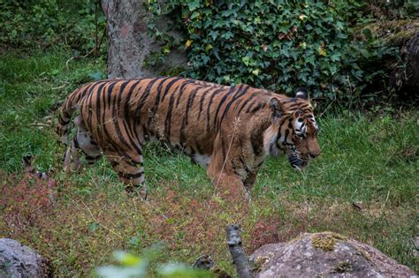 Fotos Gratis Naturaleza Fauna Silvestre Zoo Selva Depredador