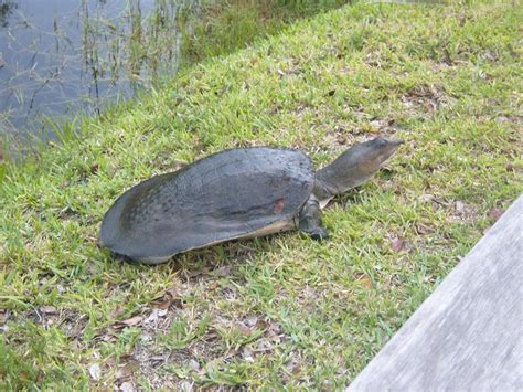 Florida Softshell Turtle Alchetron The Free Social Encyclopedia