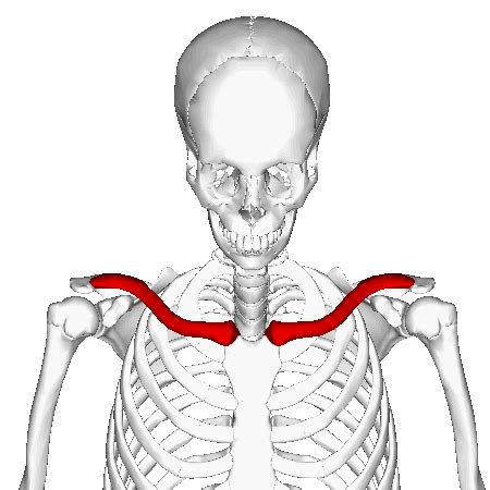 List Of Bones Purposes and Function - Skeletal Bone Project