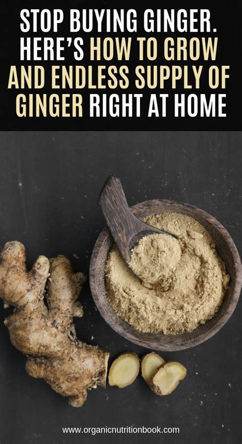 Stop Buying Ginger Heres How To Grow And Endless Supply Of Ginger Right At Home Ciekawostki