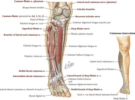 Fibular Peroneal Neuropathy Musculoskeletal Key