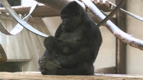 Mother Gorilla Nursing And Rocking Baby Youtube
