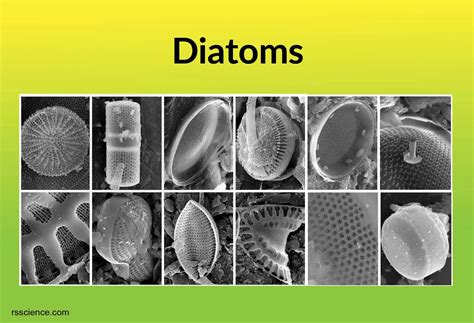 Diatoms Rs Science