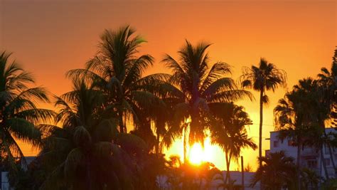 Orange Sunset Sky Palm Tree View 4k Miami Beach Usa Stock Footage Video