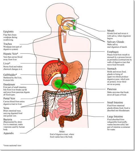Pin On Human Anatomy Organs