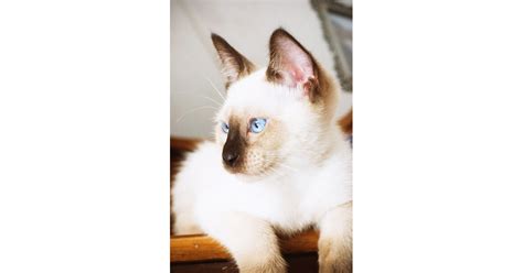 Known For Having Vivid Blue Eyes And A Creamy Coat Siamese Cats Have