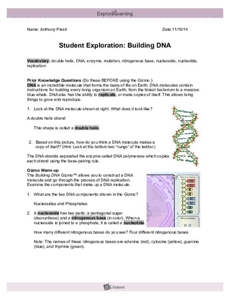 The initial concentration of the solute can be manipulated, along with the volume of the cell. Student Exploration Building Dna Gizmo Answer Key Pdf ...