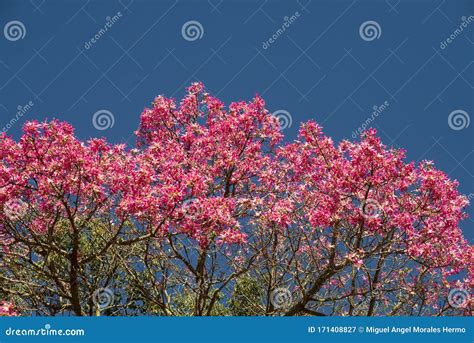 Detail Of The Flowers Of A Ceiba Speciosa Stock Image Image Of