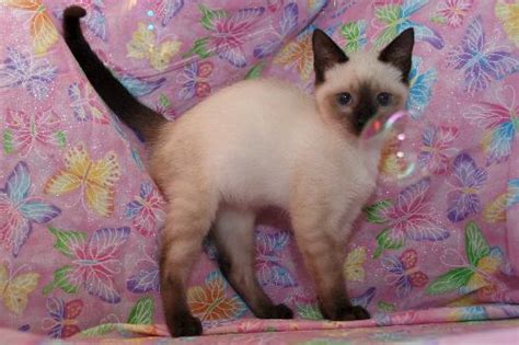 Sydney The Chocolate Point Siamese Kittens Web Page