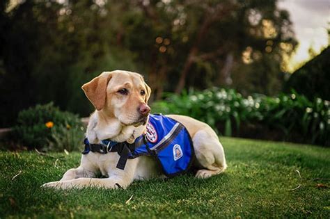 Ndis Assistance Animals And Funding Blue Badge Australia