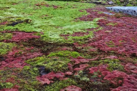 Arctic Moss Stock Photos Pictures And Royalty Free Images Istock