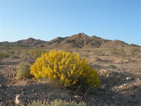 Yucca desert plants are well known in desert garden landscaping and is the state flower of new mexico. Plant Materials & Usage: MOJAVE DESERT PLANT COMMUNITEIS