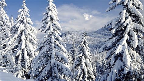 1080x2340px Free Download Hd Wallpaper Green Trees Nature Winter