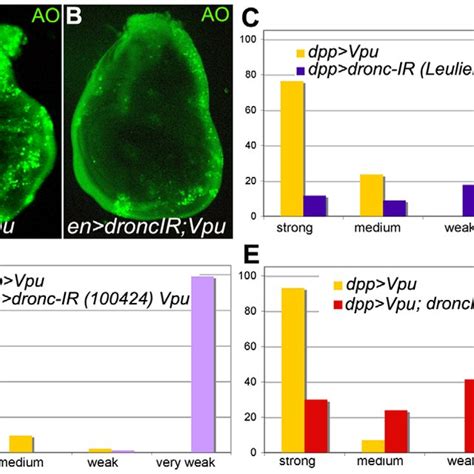 The Jnk Pathway Is A Kinase Cascade That When Activated In Drosophila