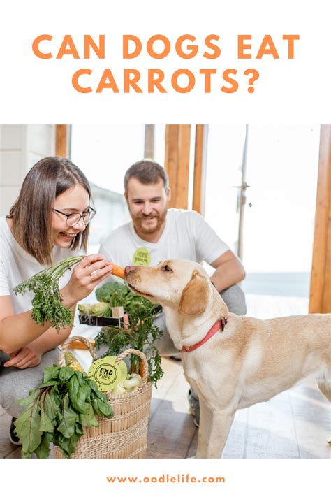 Can A Dog Eat A Carrot