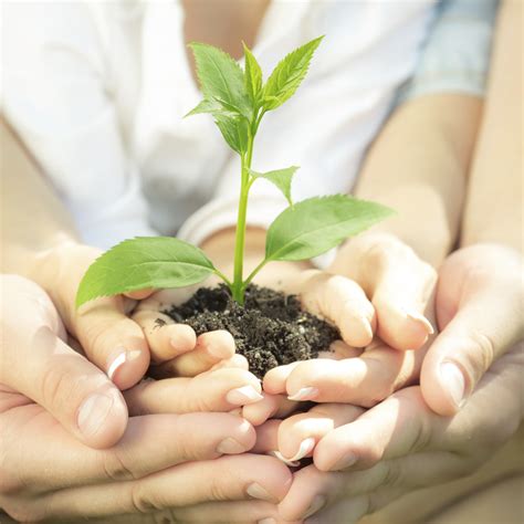 Cómo Hacer Crecer Las Plantas Rápido Estilo De Vida Hogar Univision