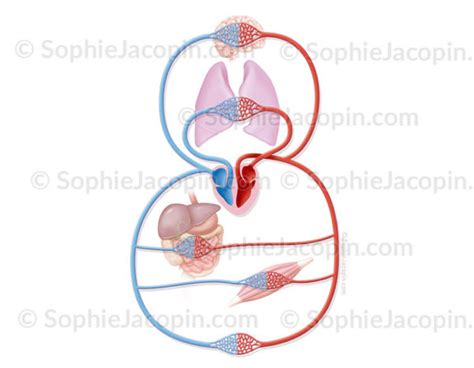 CIRCULATION SANGUINE SCHÉMA Illustration Sophie Jacopin