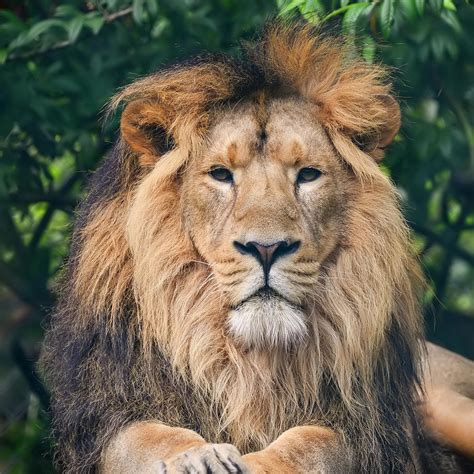 Beautiful Portrait Of Asiatic Lion Panthera Leo Persica 2 Photograph