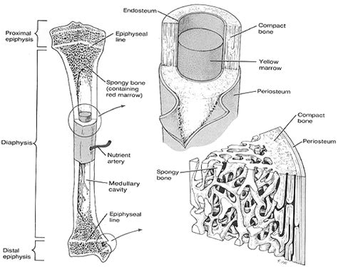 Cancellous Bone Meddic