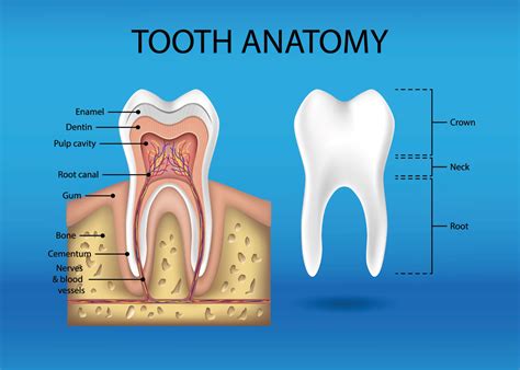 Human Tooth Structure For Kids Structure Of The Tooth