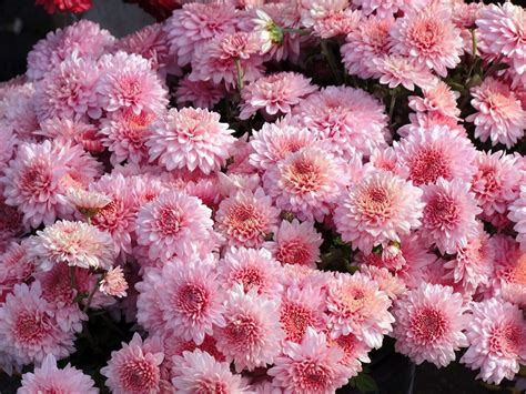 Chrysanthemum Flowers Growing Caring And Varieties Of The Mums