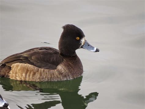 Birding With Buckley Another Hybrid Diving Duck