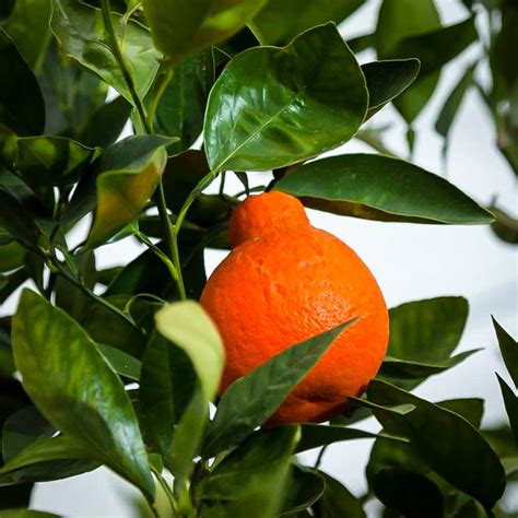 Minneola Tangelo Tree For Sale Online The Tree Center