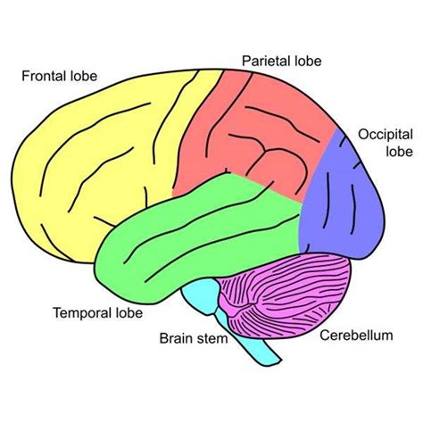 Simple Brain Diagram Healthiack