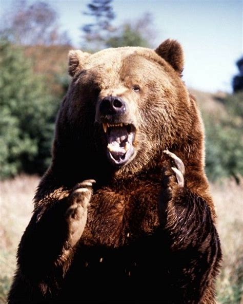 A Wild Angry Grizzly Bear Wld068 Reproduction Art Print A4 A3 A2 A1