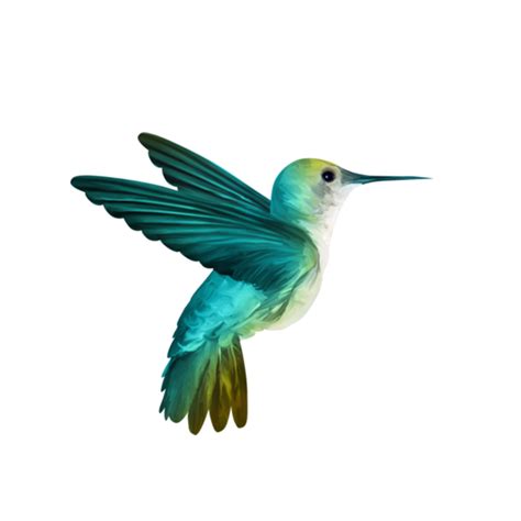 Hummingbird Png Image With Transparent Background Free Png Images