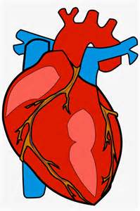 Anatomy Clipart Clip Art Human Body Heart Clipart Cliparts My XXX Hot