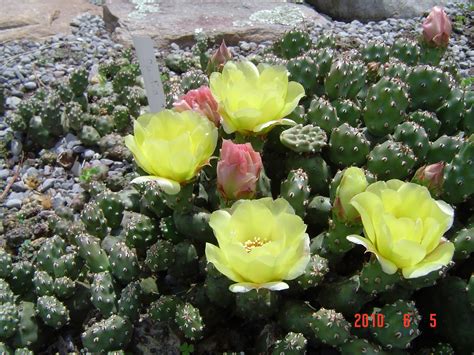 Annas Perennials Winter Hardy Cactus