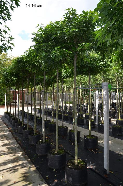 Viele bäume beeindrucken mit einer markanten wuchsform: Sie suchen etwas Individuelles für Ihren Garten? Kein ...